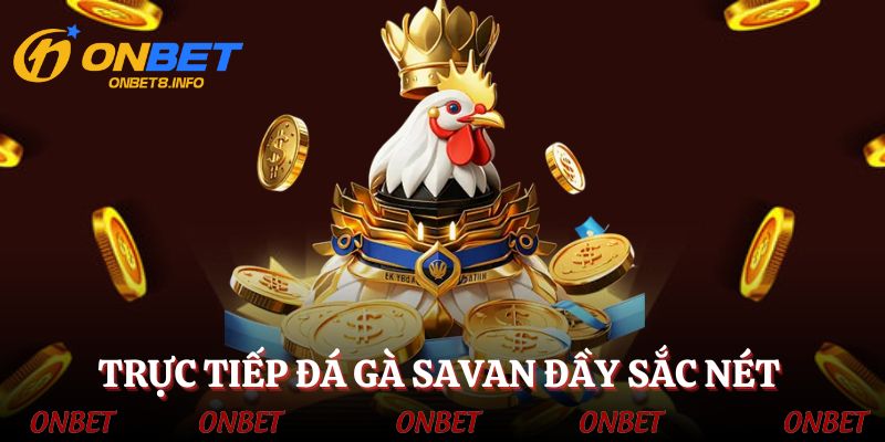 Trực tiếp đá gà sắc nét, chất lượng cao